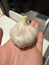 京鲜生 山东 大蒜 蒜头 1.5斤 新鲜蔬菜 实拍图