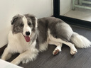 小佩宠物拾便器 狗狗垃圾收纳粪便拾便袋 宠物外出清理 拾便袋8卷装 实拍图