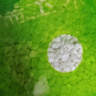旷古农业广西忻城珍珠白糯玉米粒脱皮玉米头玉米渣玉米碎碴子糁煲粥杂粮 1500g 中颗粒 实拍图