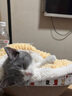 柒哦猫碗陶瓷猫粮碗狗碗食盆猫咪护颈斜口饮水碗大号防打翻宠物用品 奶油黄陶瓷碗 实拍图
