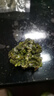 碧元珠江津九叶鲜花椒鲜藤椒300g（50g*6袋）青花椒麻椒新鲜真空包装 实拍图