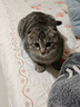 瓜洲牧瓜州牧冻干猫粮猫幼猫生骨肉增肥营养发腮全价营养猫粮 混合口味5kg1袋新型五拼 实拍图