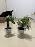 绿有意绿植盆栽多肉花卉盆栽植物室内桌面水培绿植办公室客厅植物懒人 办公优先】发财树+文竹 实拍图