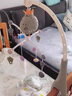 MOONCHILD高端儿童玩具婴儿床头摇铃益智宝宝新生儿安抚挂件送孩子生日礼物 遥控充电版【轻奢灰】 实拍图