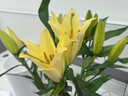 香水百合鲜花云南昆明直发基地插花家用水养真花黄天霸客厅木门 混色百合10朵/大头精品 中通快递/驿站自提 实拍图