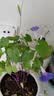 IAM City Farmer牵牛花罐头盆栽绿植花卉种植罐头种子diy盆栽开学季种植作业10068 实拍图
