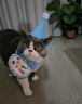 布丁喵喵 宠物生日围兜帽子 蓝色【赠生日蜡烛】狗狗猫咪生日派对装饰拍照 实拍图