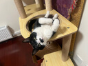 华元宠具（hoopet）大型猫爬架子猫树猫窝一体木质别墅非实木抓柱猫咪玩具太空舱剑麻 实拍图