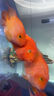 憨憨乐园天然鱼盐观赏鱼用清洁鱼缸消毒杀菌水族海盐鱼池鱼塘养殖专用粗盐 实拍图