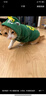 憨憨宠 狗狗衣服 猫衣服宠物衣服变身装猫咪衣服中小型犬幼犬秋冬服装 小舞狮款 XL号建议体重10-18斤 实拍图