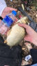 客友钓具客友台钓子线双钩鱼钩绑好鱼钩鲫鱼钩袖钩有刺渔具钓鱼配件 35cm 【金袖有刺3#线0.4】6付双钩 实拍图