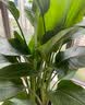 植男植女琴叶榕盆栽绿植室内客厅落地大型易活乔迁新居入户好养源头直发 实拍图