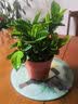 开时果 栀子花盆栽浓香型大花苗 四季懒人好养植物室内阳台庭院耐热花卉 简易盆【90#栀子花】 实拍图