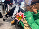 巴拉巴拉童装儿童羽绒服男童女童面包服2024冬装立领外套印花208424107240 实拍图