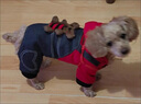 阿莫尔宠物小狗狗衣服秋冬装加绒加厚保暖泰迪比熊小型犬四脚衣猫咪衣服 背背熊（四脚） L-建议7-9斤内 实拍图
