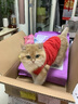 优基成猫猫粮益生菌全价猫主粮英短美短营养UG 成猫粮10kg 实拍图