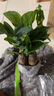 花友发财树盆栽办公室盆栽室内客厅桌面绿植小盆景发财树植物花卉 福袋+三杆发财树 实拍图