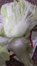 【顺丰】山东有机胶州大白菜 青岛三里河原产炖菜 新鲜当季蔬菜 2颗  8-10斤 实拍图