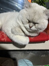 Angelamiao深海鱼油猫咪60粒omega-3宠物卵磷脂美毛亮毛护肤爆毛防掉毛 实拍图