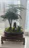 瀚林怡景（HANLINYIJING）文竹盆栽山水盆景植物室内客厅桌面办公室绿植花卉云竹四季常青 文竹-紫砂盆-牧童-木座 实拍图