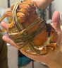 【活蟹】阳澄联合鲜活大闸蟹全母5.0-5.3两 10只生鲜螃蟹去绳足重海鲜年货礼盒源头直发 实拍图