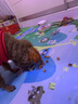HELLOJOY狗狗零食成犬幼犬营养拌饭奖励拌粮辅食狗粮伴侣 肉松牛肉粒200g 实拍图