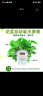 福尚来绿萝盆栽花卉植物室内吸除甲醛净化空气长藤垂吊兰大绿箩水培绿植 120#绿加仑吸水10盆装+6肥 实拍图