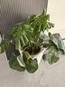 植男植女老桩龟背竹大盆栽客厅室内大型植物大叶北欧真绿植办公室源头直发 实拍图