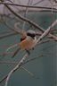 适马（SIGMA）150-600mm F5-6.3 DG DN OS ｜Sports 全画幅无反 超远摄变焦镜头  打鸟拍荷花（索尼卡口） 实拍图