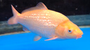 憨憨乐园天然鱼盐观赏鱼用清洁鱼缸消毒杀菌水族海盐鱼池鱼塘养殖专用粗盐 实拍图