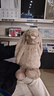 Jellycat害羞米色邦尼兔毛绒玩具柔软安抚玩偶公仔送礼潮玩娃娃生日礼物 米色 Huge 实拍图