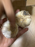 农多鲜河南干蒜新鲜正宗紫皮大蒜 多瓣蒜当季新鲜农产品蔬菜 净重2斤大果 实拍图