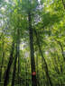 原奘 适用于vivo充电器数据线y83 y9 y50t y5S y51 u3x Y7s/Z5x x21/Y30/Y97/S1 y70  x9/plus充电头线 x7/x6/x9s/x20双引擎闪充头+ 实拍图