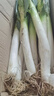 鲜来拉山东大葱铁杆去皮新鲜蔬菜3斤5斤裁半叶葱现挖现发大葱 9斤装 实拍图