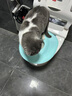 第二代(V2.0)猫训练厕所拉粑粑猫咪重复使用训练器厕所猫猫 新版V2.0蓝色（损坏包赔） pp环保材料 实拍图