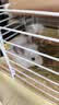 暮秋小主龙猫活物 龙猫活体幼崽宠物毛丝鼠亲人可爱家养网红活宠疫苗齐全 银斑弟弟【热度高】 实拍图