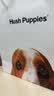 暇步士（Hush Puppies）男士皮带针扣经典复古潮流休闲百搭青年裤腰带生日礼物送男朋友 实拍图