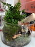 八芽趣味鲜活苔藓微型景观创意室内桌面生态绿植盆栽盆景懒人好养植物 山野人家A款-礼盒定制款 带玻璃杯 实拍图