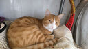 养只宠物（YOUNGER PET）猫砂10公斤除臭结团低尘猫砂20斤猫沙膨润土10kg*1包猫咪用品 养只猫膨润土原味猫砂 10kg 实拍图