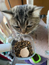 HELLOJOY宠物猫粮狗粮勺子计量勺喂粮食物猫咪狗狗通用铲食器狗碗带封口夹 实拍图