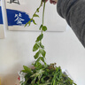 香椿芽新鲜野生头茬红油嫩芽当季香春叶菜椿芽蔬菜芽菜鲜嫩野菜 优选香椿芽3斤装 实拍图