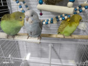 朗缤 鹦鹉活体鸟活物虎皮鹦鹉宠物活鸟玄凤鹦鹉手养鸟会说话幼鸟幼崽 随机颜色虎皮 2只（一公一母） 实拍图
