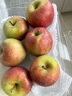 密农人家国光苹果 小国光正宗国光苹果老品种今年新下树 口感酸甜时令水果 3斤 实拍图