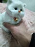 亦趣仿真猫玩偶会叫小猫咪毛绒玩具摆件可爱猫咪公仔儿童生日新年礼物 纯白会叫猫咪+领结 实拍图