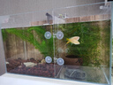 YEE鱼缸金晶超白金鱼裸缸8060家用客厅桌面小草缸龟缸玻璃生态溪流缸 50*27*30【8w过滤器套餐】 实拍图