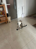 猫管家猫玩具 加长钢丝吸盘逗猫棒 自嗨解闷神器 猫咪懒人自动逗猫棒 吸盘逗猫棒+2个羽毛（随机色） 实拍图