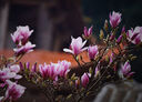 腾龙（Tamron）A047Z 70-300mm F/4.5-6.3 Di III RXD远摄长焦变焦 尼康全画幅微单镜头 Z卡口  实拍图