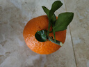 泰汇吃四川爱媛38号果冻橙 新鲜当季水果柑橘桔子时令 9斤（85-90MM）钻石级果王净8.5 实拍图
