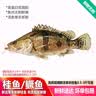 品鲜肴淡水鱼生态小桂鱼鳜鱼桂花鱼鳌花鱼 渔民捕获鲜活鱼现杀水产生鲜 净膛三去1200g （3-6条）小桂鱼 实拍图