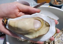 贝司令（BEISILING）【鲜活】乳山生态生蚝牡蛎贝类烧烤源头直发XL净重4斤端午聚餐 实拍图